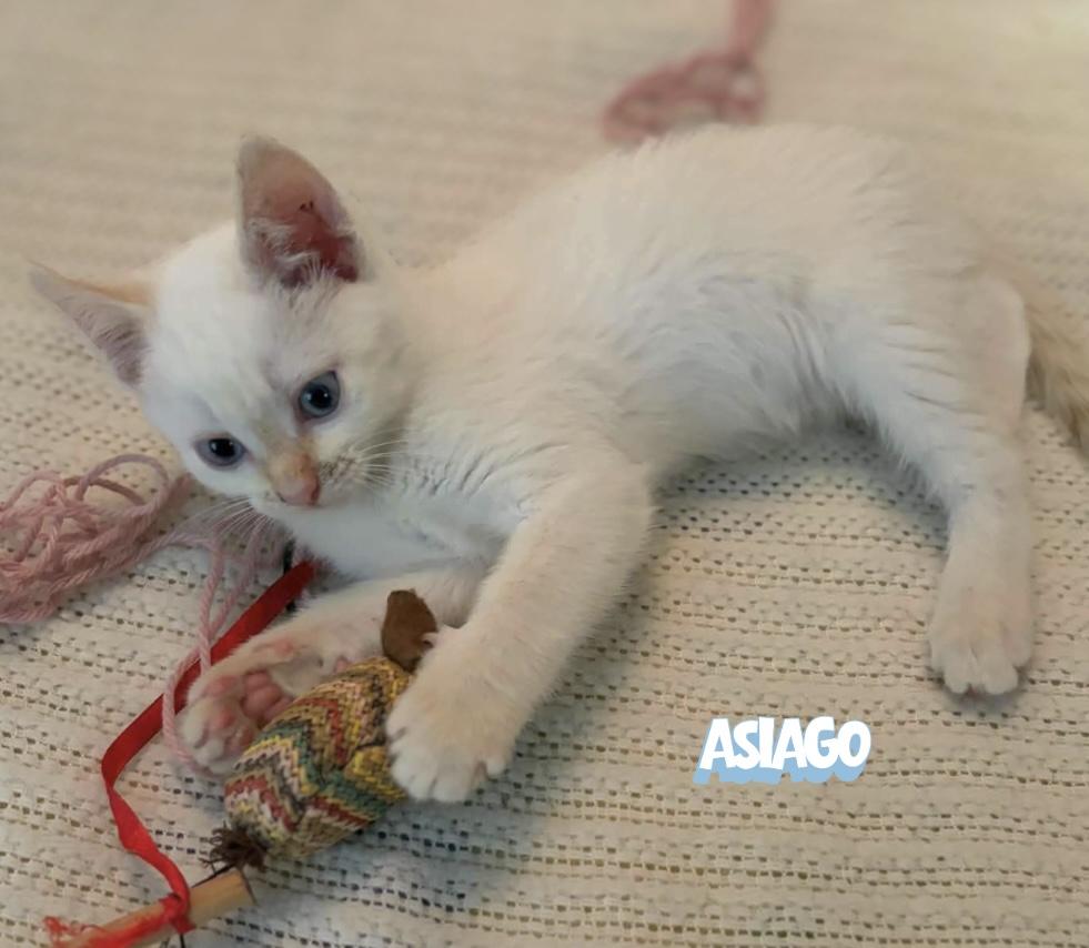 Enlarge Asiago, a Adoptable Domestic Short Hair in Winnipeg, MB image 3/6