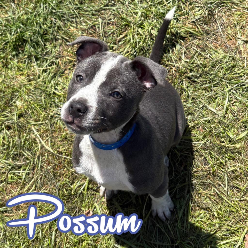 Possum, Adoptable, Puppy Male Australian Cattle Dog / Blue Heeler & Terrier.
