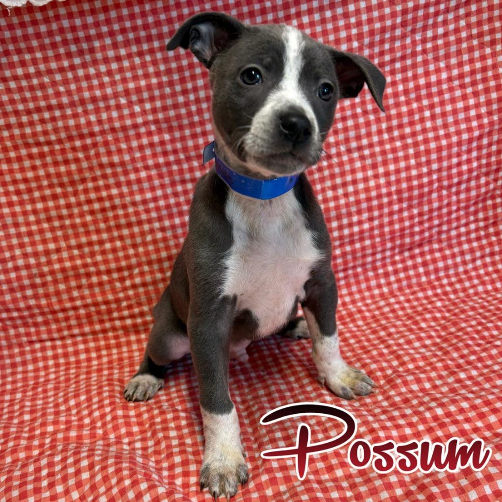 Enlarge Possum, a Adoptable mixed breed in Hillsboro, OH image 2/2