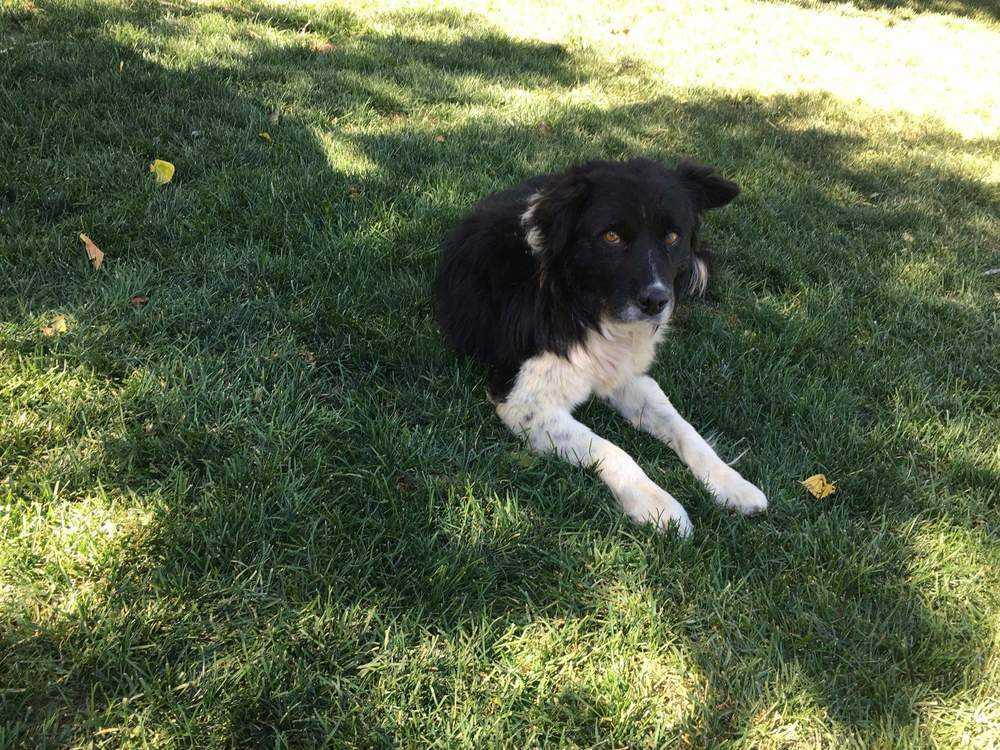 Roscoe, Adopted, Adult Male Border Collie.