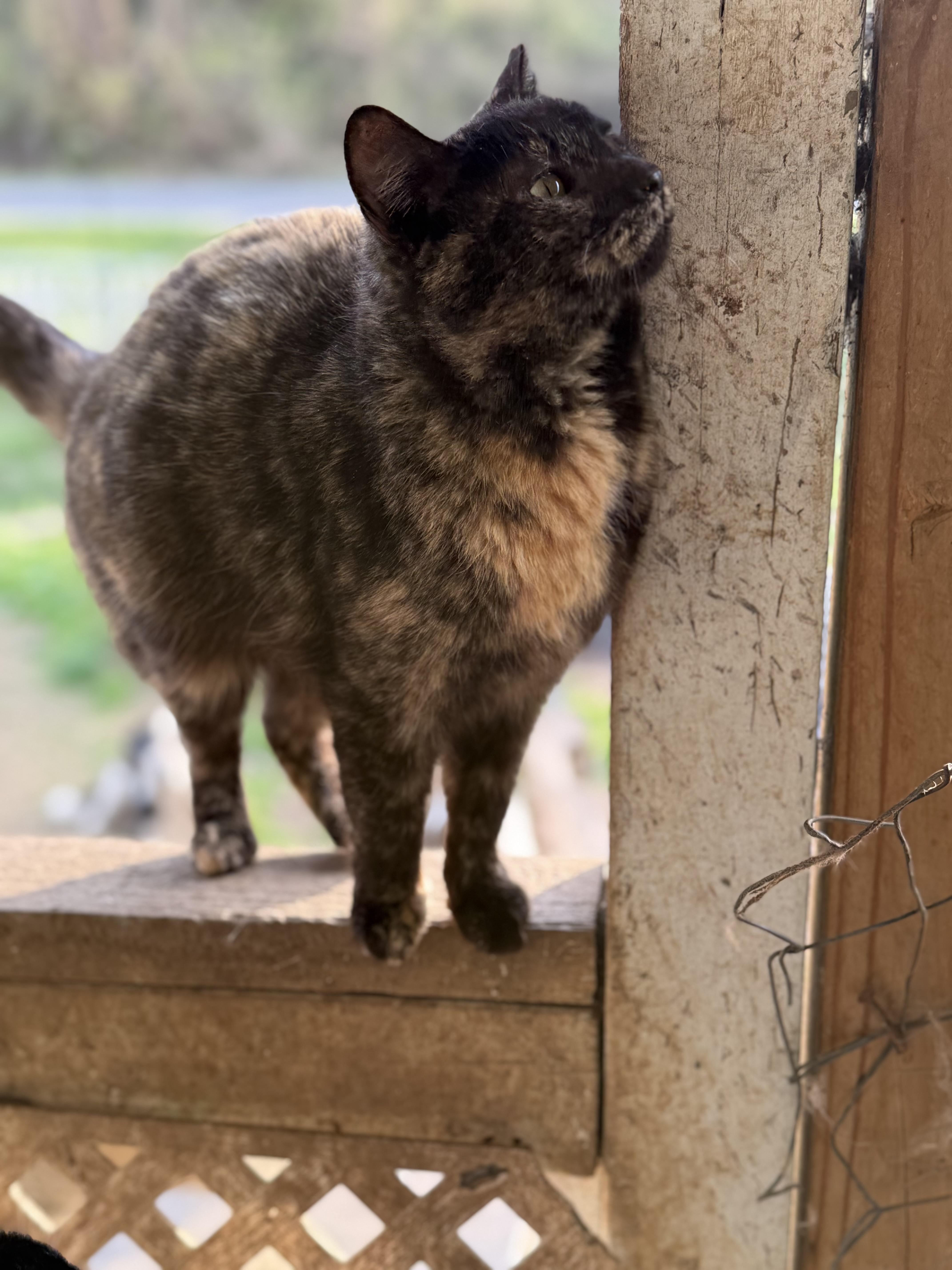 Meny, a ADOPTABLE Tortoiseshell in Johnson City, TN image 1/2