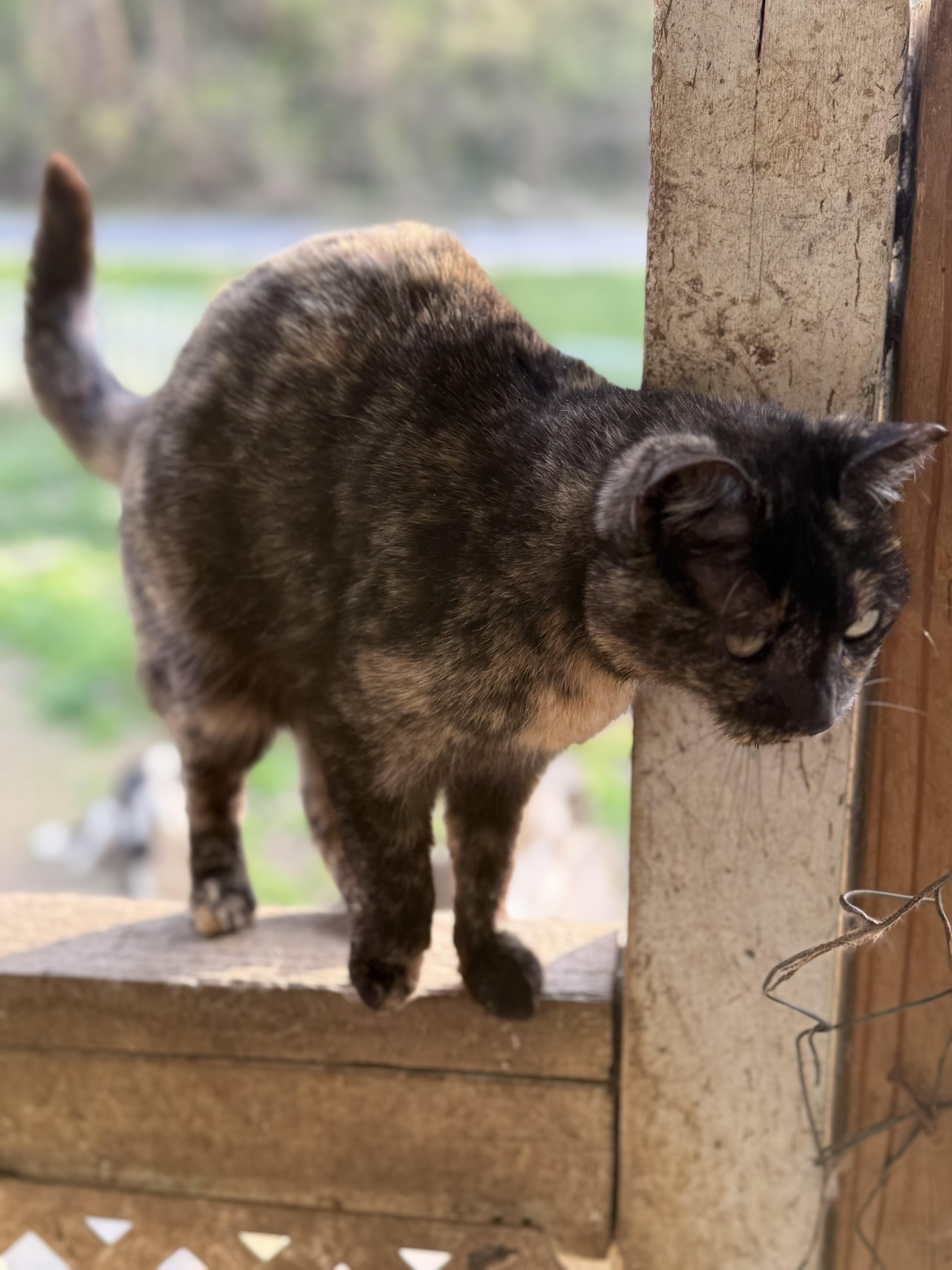 Meny, a ADOPTABLE Tortoiseshell in Johnson City, TN image 2/2