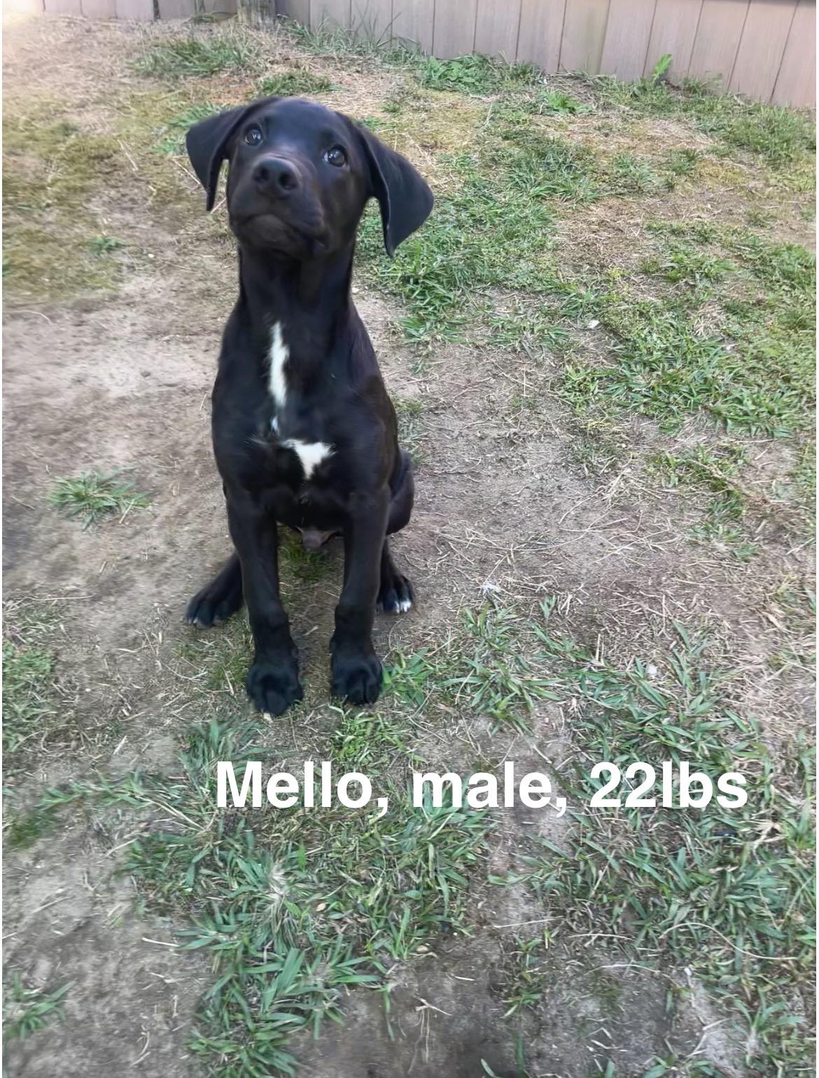 Mello, Adoptable, Young Male Black Labrador Retriever.