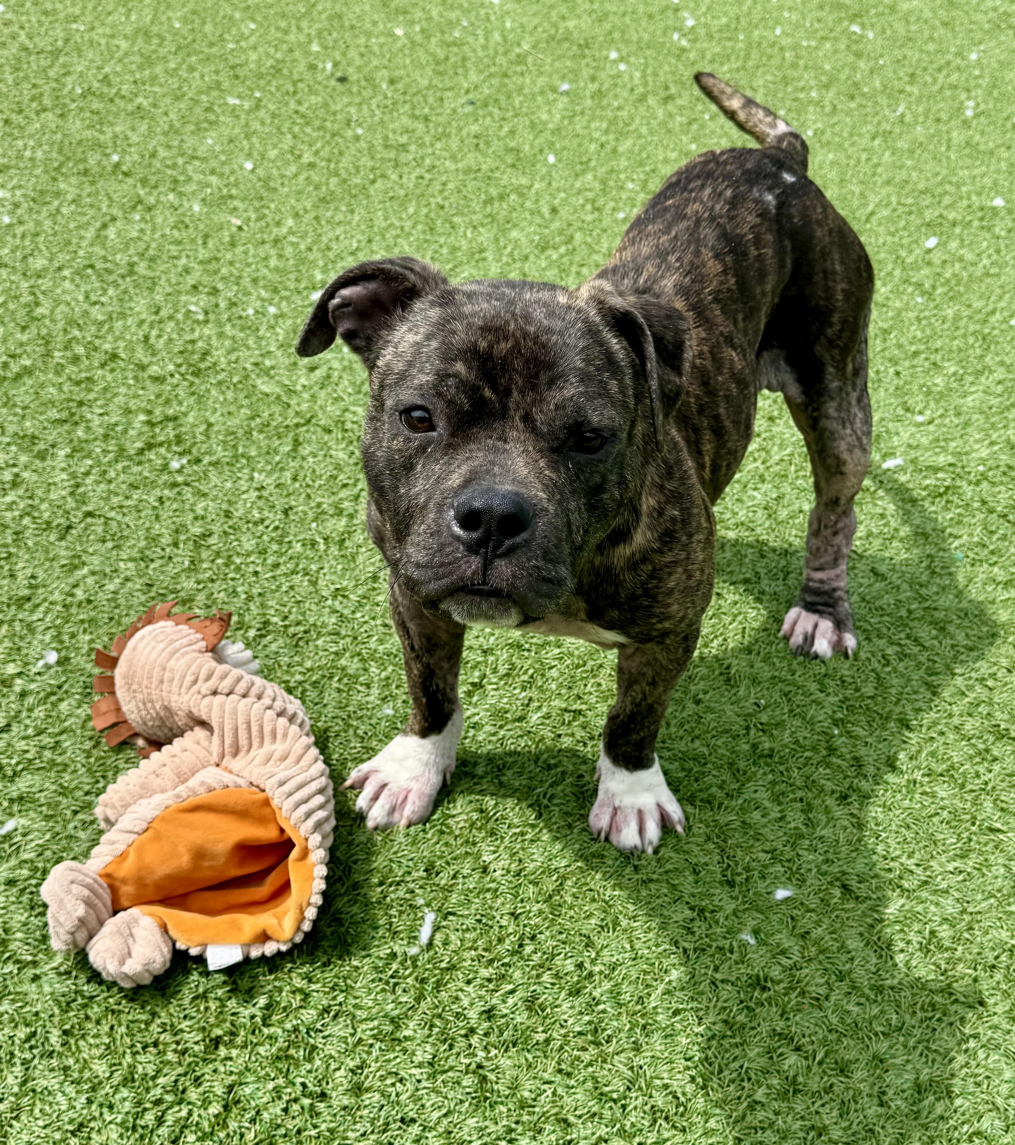 Enlarge Brew, an adopted American Bulldog in Long Beach, NY image 2/3