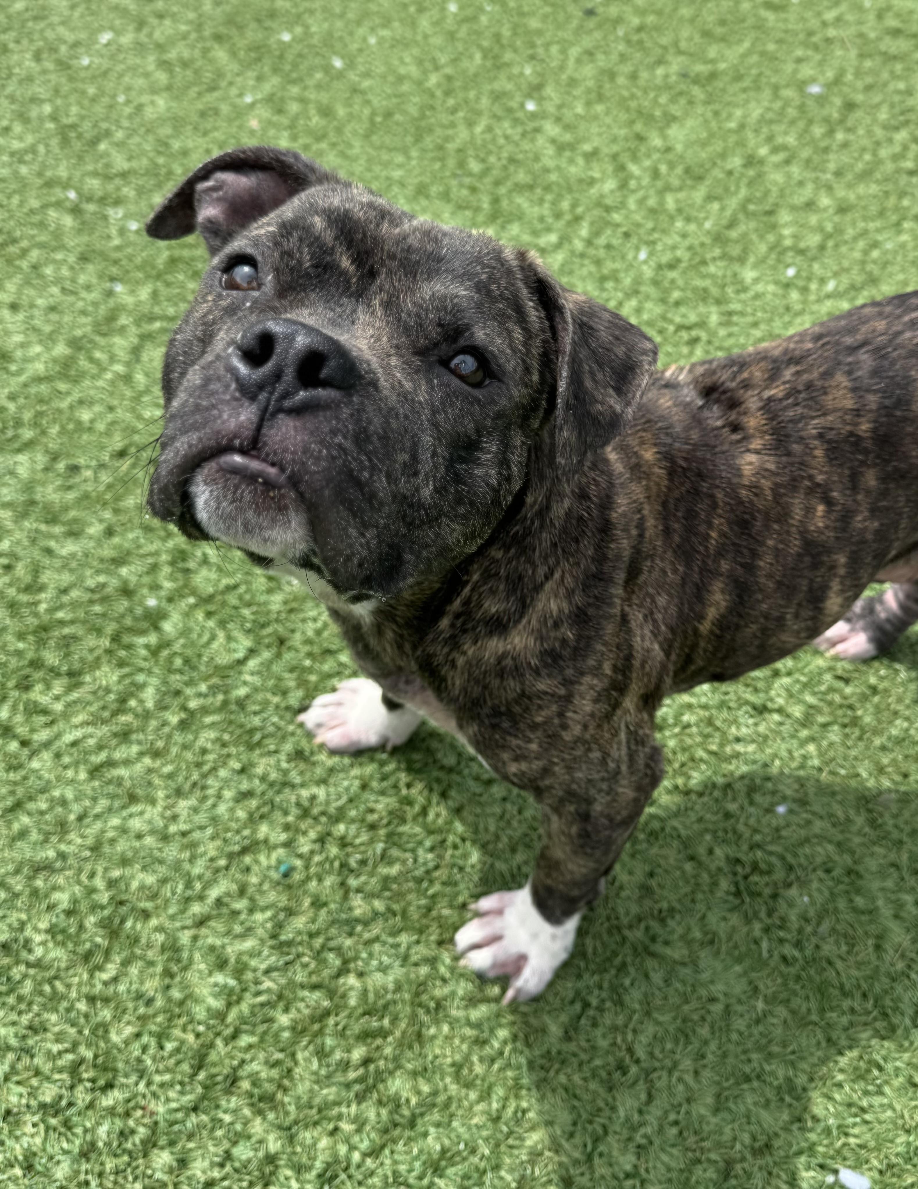 Enlarge Brew, an adopted American Bulldog in Long Beach, NY image 1/3