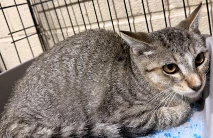 Vlad, Adoptable, Adult Male Domestic Short Hair.