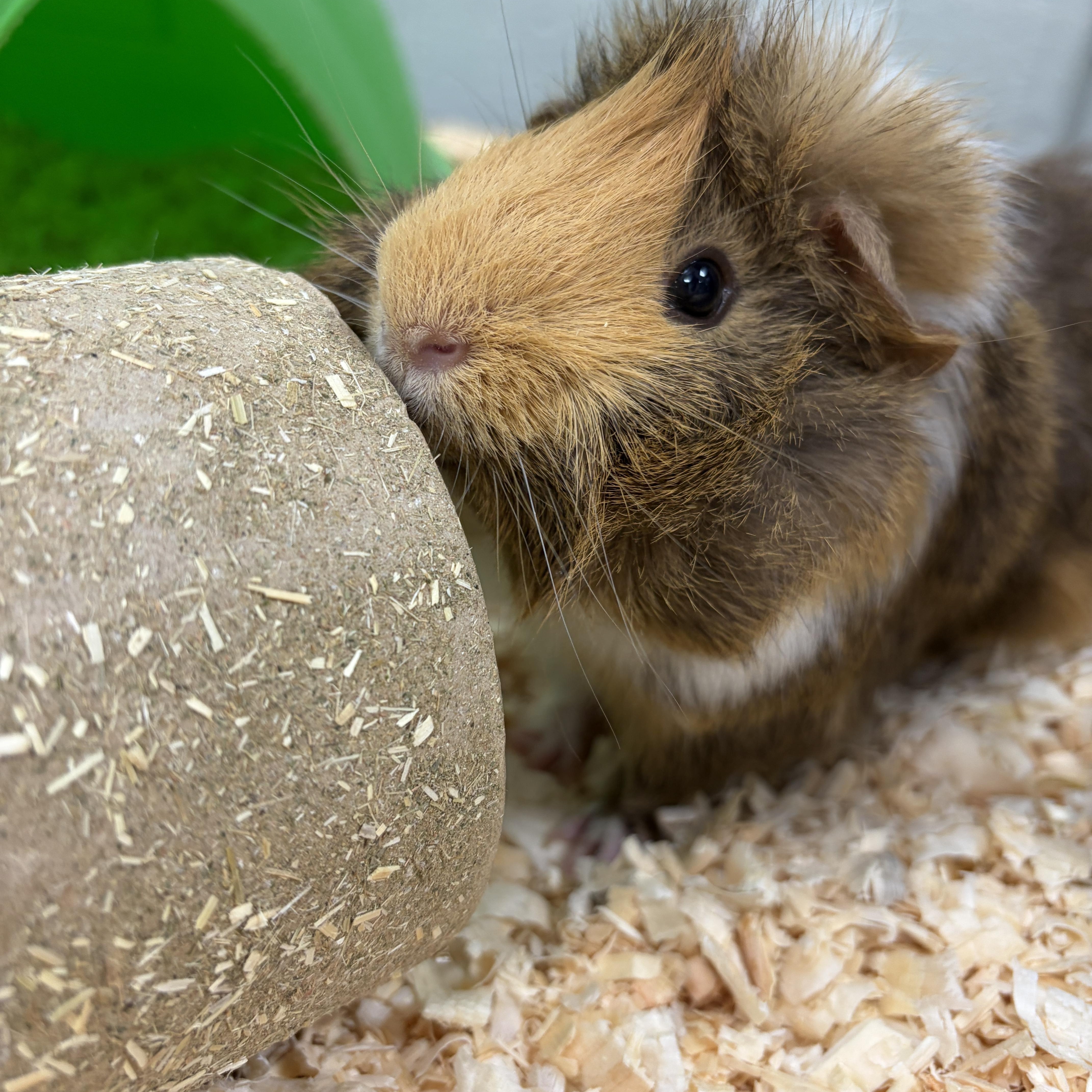 Fluffy, adoptable, Adult Male Guinea Pig.