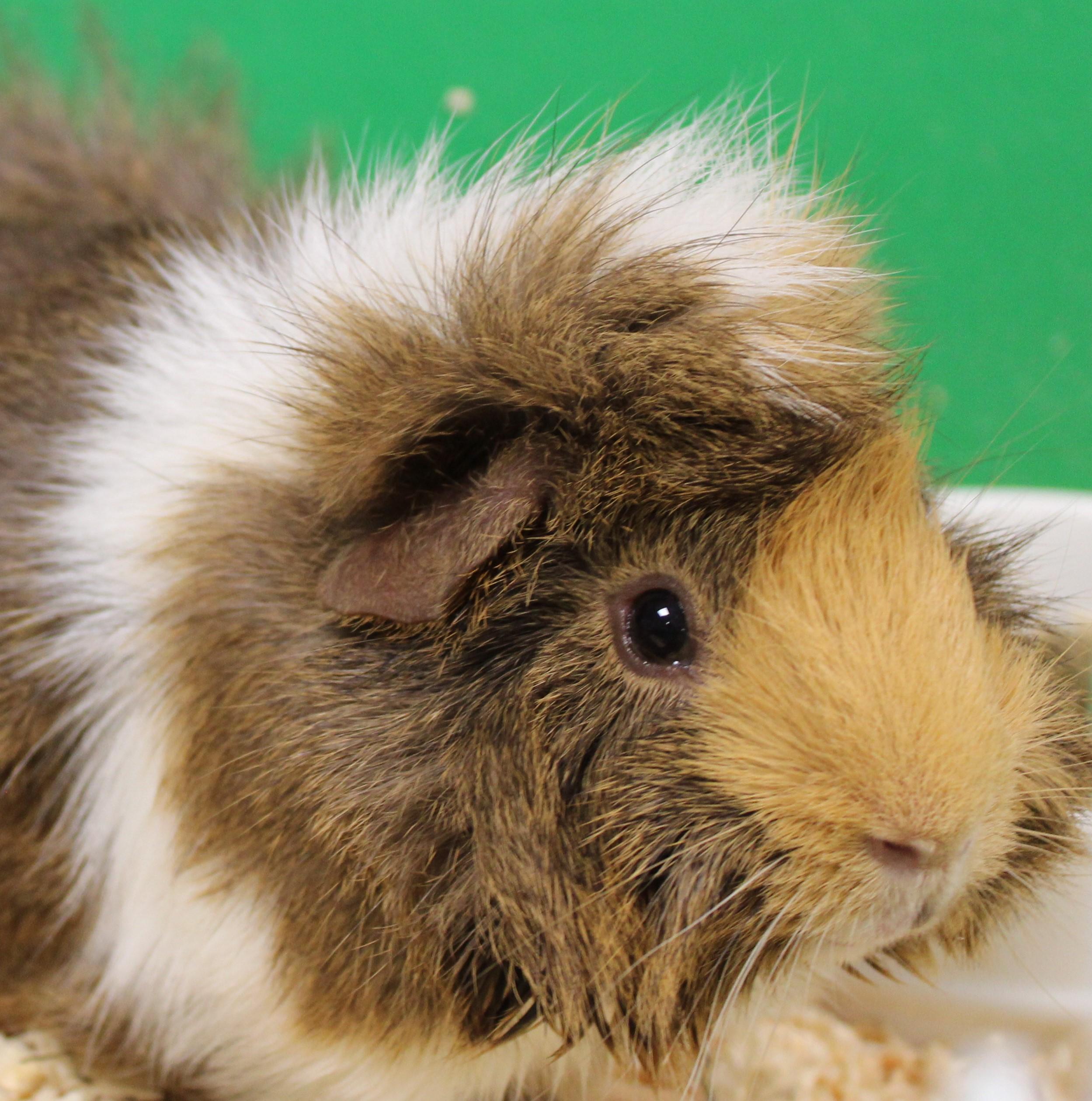 Enlarge Fluffy, a Adoptable Guinea Pig in Mississauga, ON image 6/6