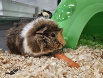 Fluffy, an adoptable Guinea Pig in Mississauga, ON image 2/3