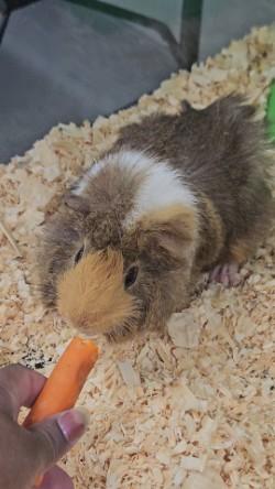 Fluffy, an adoptable Guinea Pig in Mississauga, ON image 3/3