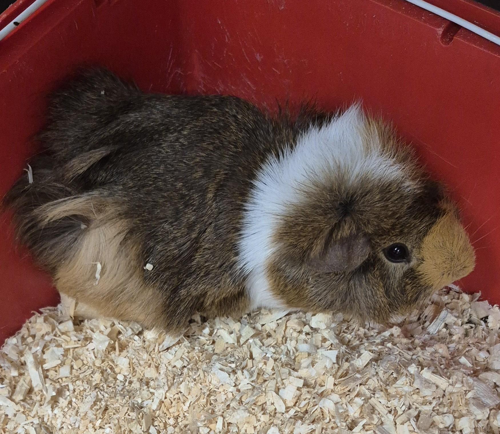 Fluffy, adoptable, Adult Male Guinea Pig.