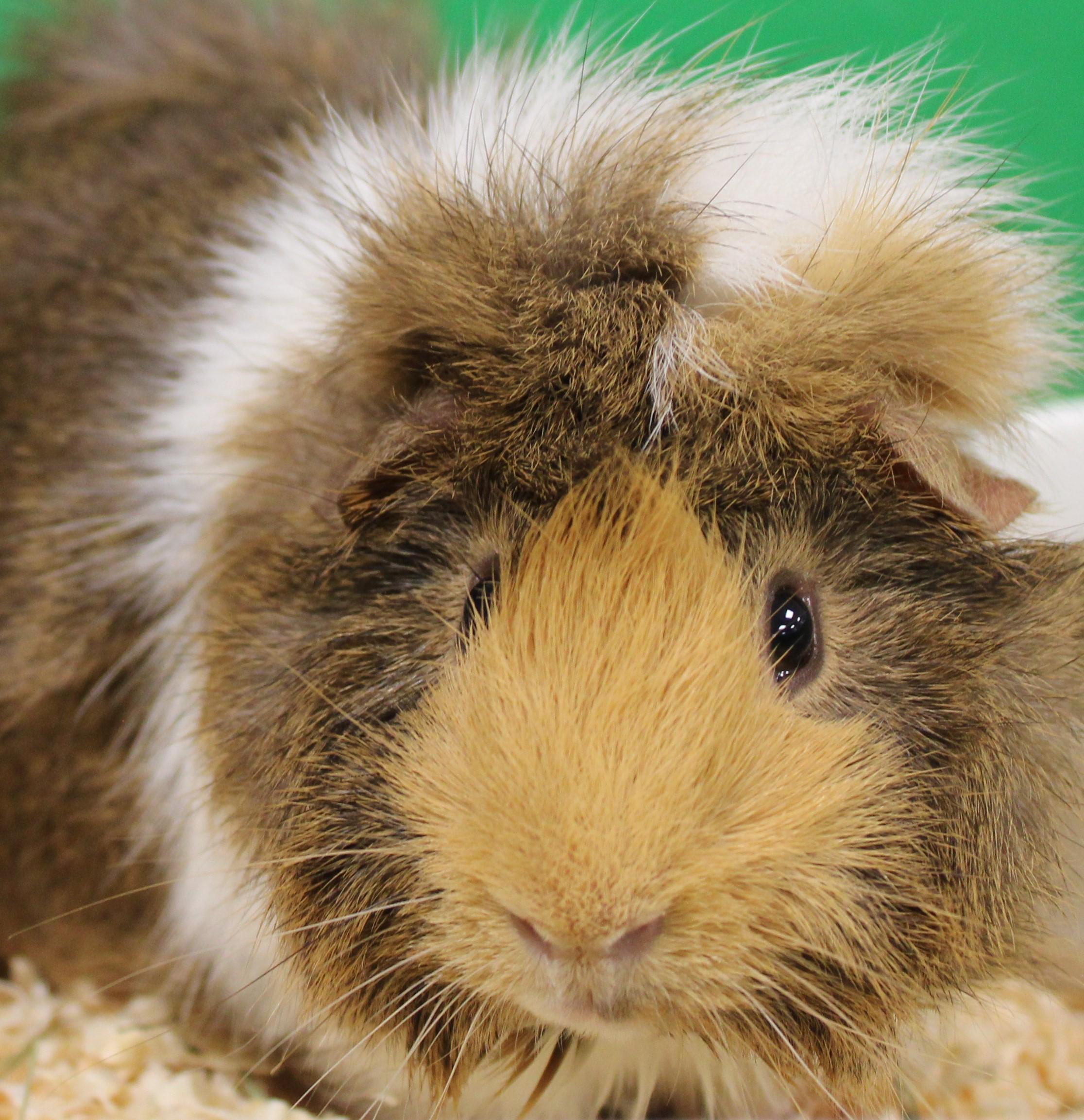 Fluffy, Adoptable, Adult Male Guinea Pig.