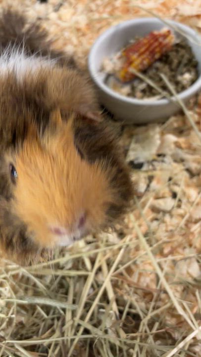 Enlarge Fluffy, an adoptable Guinea Pig in Mississauga, ON video 3/4