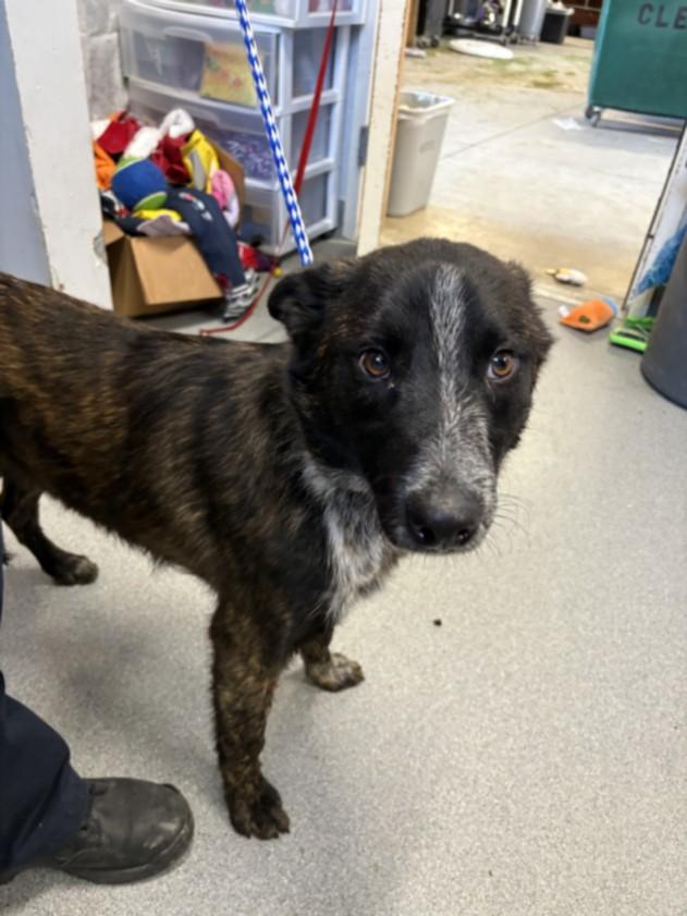 A210038, Adoptable, Adult Male Belgian Shepherd / Malinois & Mixed Breed.