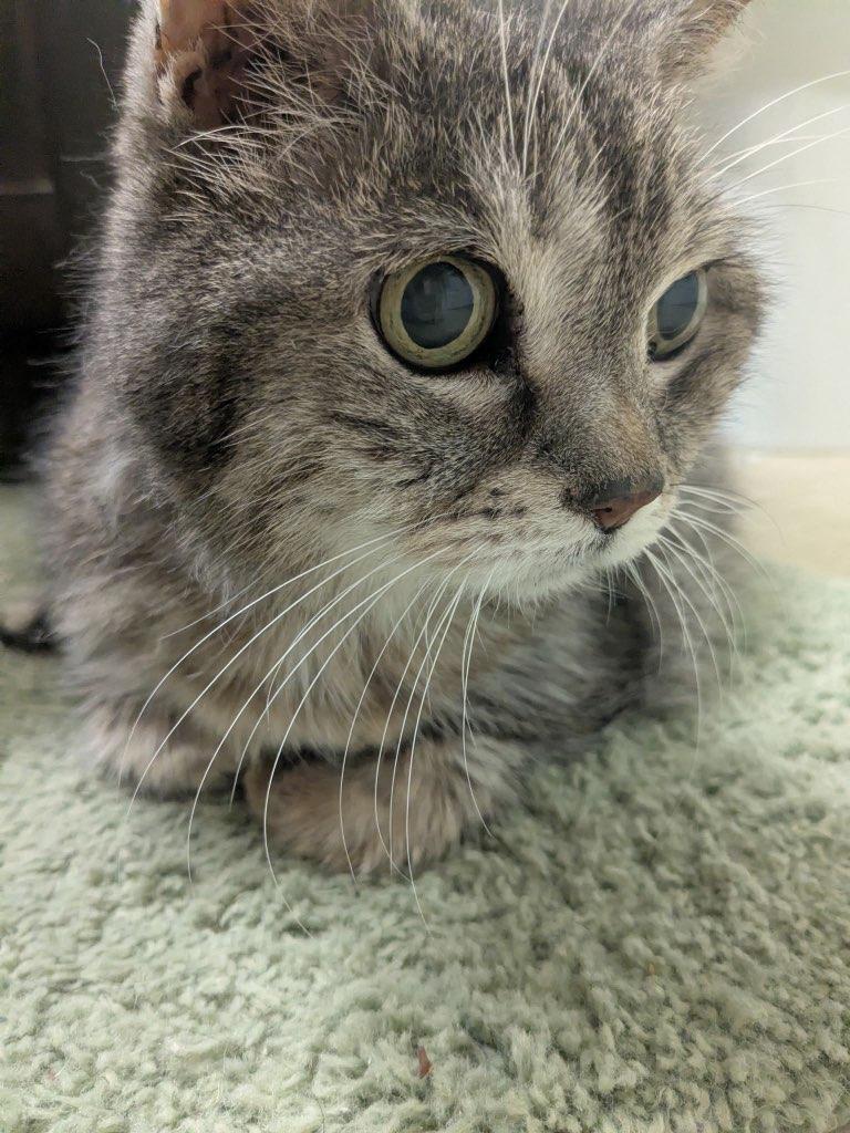 Suki