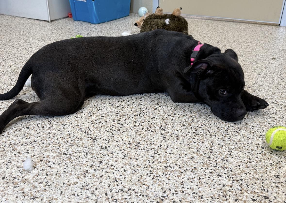 Enlarge Andie, a ADOPTABLE mixed breed in Youngstown, OH image 3/4