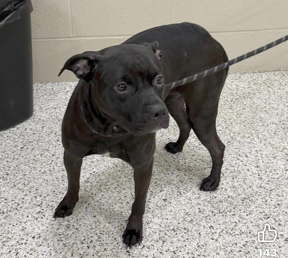 Enlarge Andie, a ADOPTABLE mixed breed in Youngstown, OH image 4/4