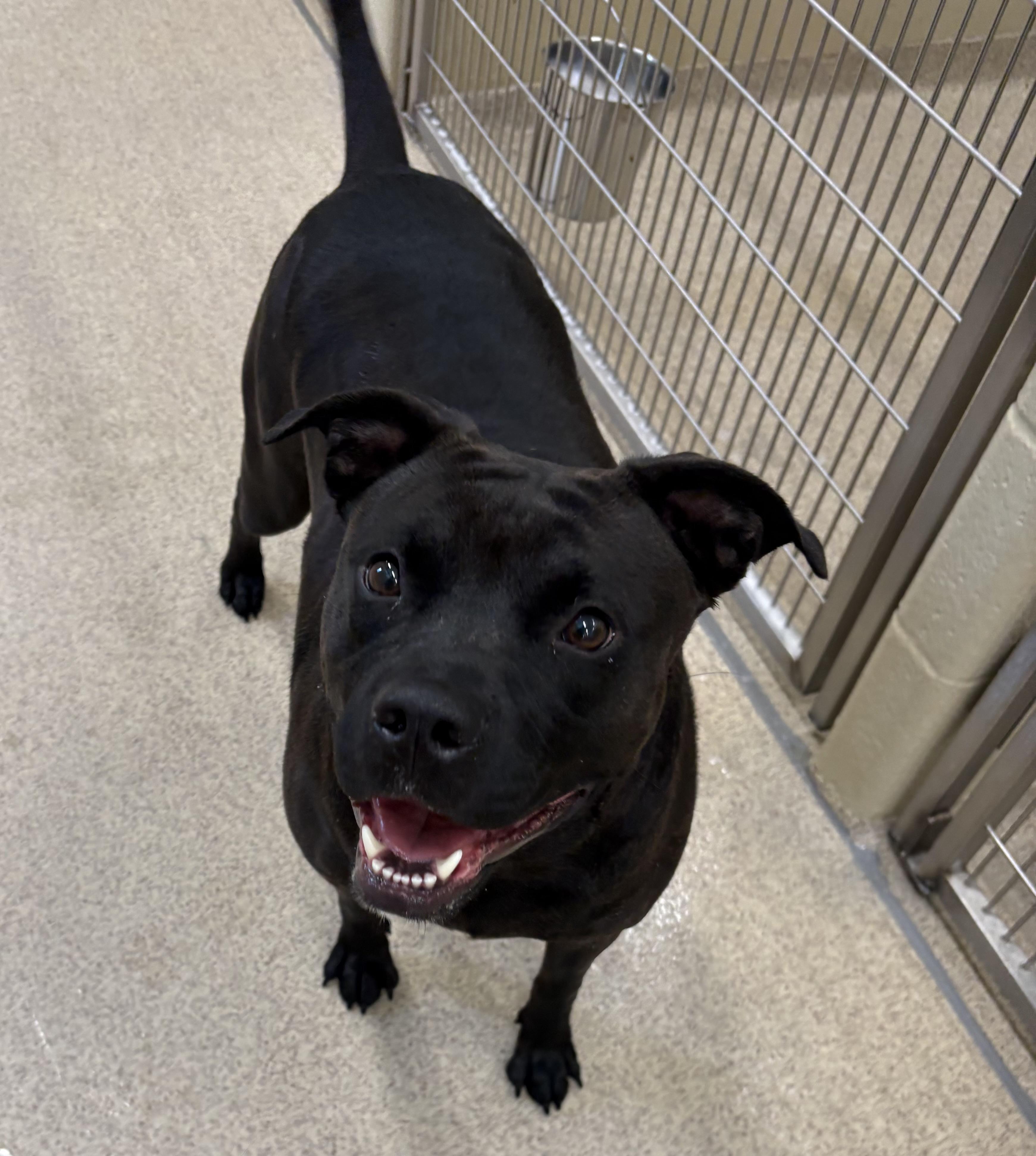 Andie, ADOPTABLE, Adult Female Pit Bull Terrier.