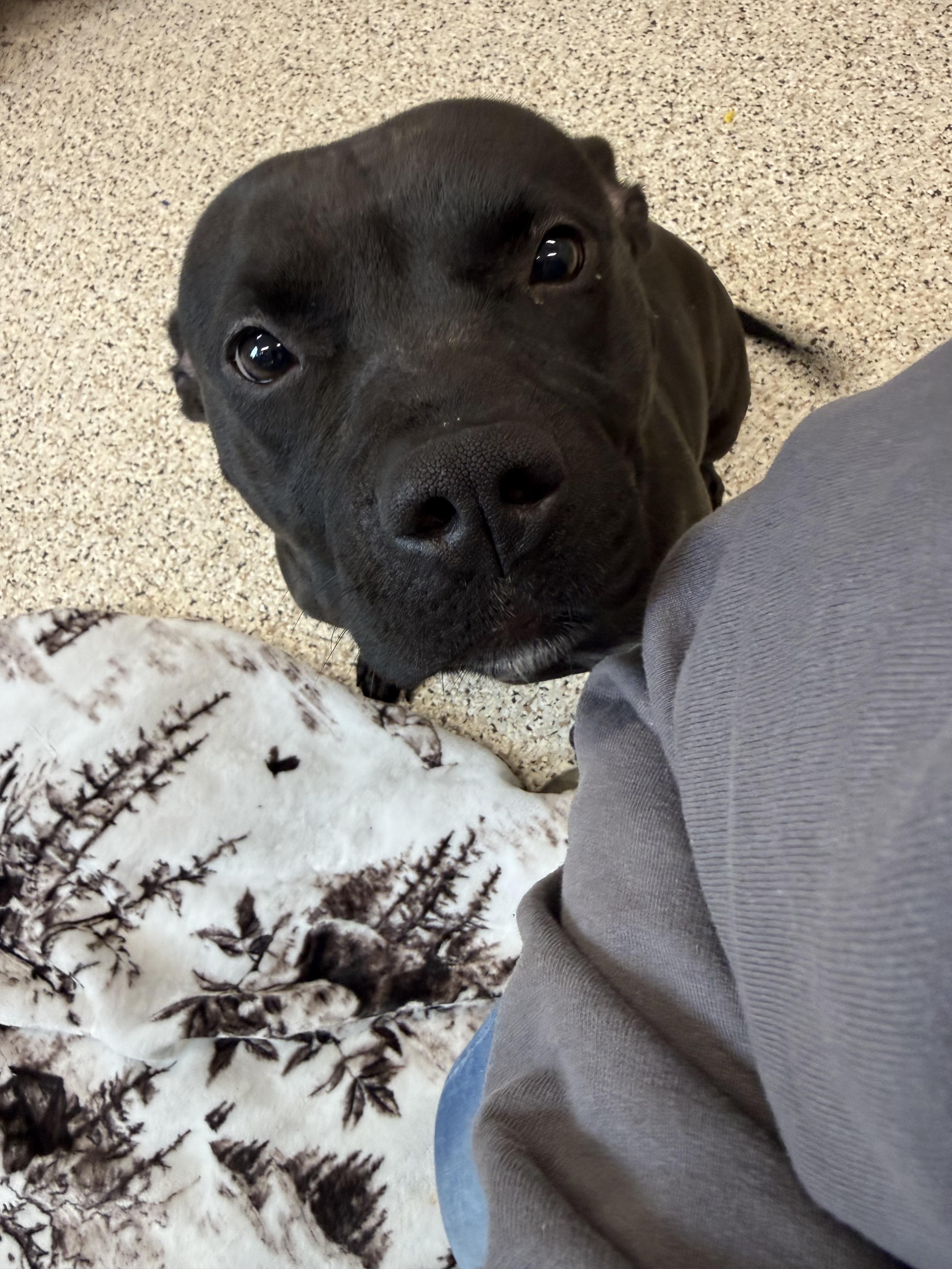 Enlarge Andie, a ADOPTABLE mixed breed in Youngstown, OH image 1/4