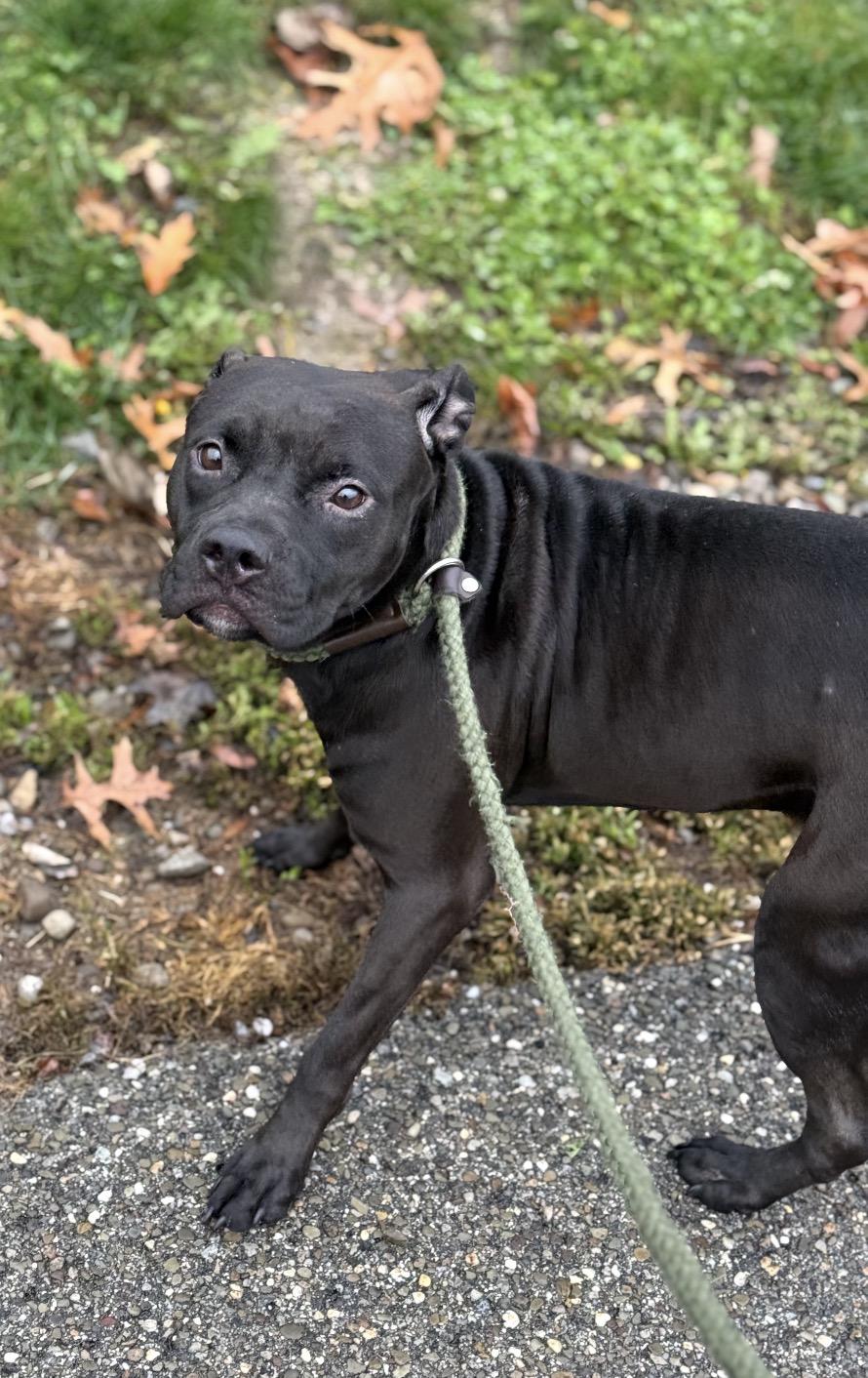 Enlarge Andie, a ADOPTABLE mixed breed in Youngstown, OH image 2/4