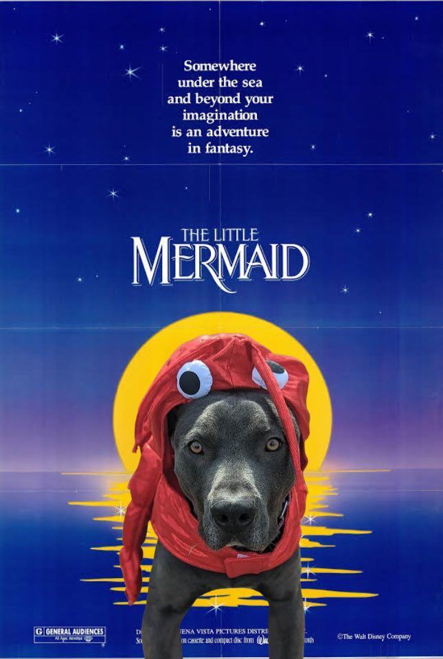 Enlarge Destry, a Adopted mixed breed in Colorado Springs, CO image 1/7