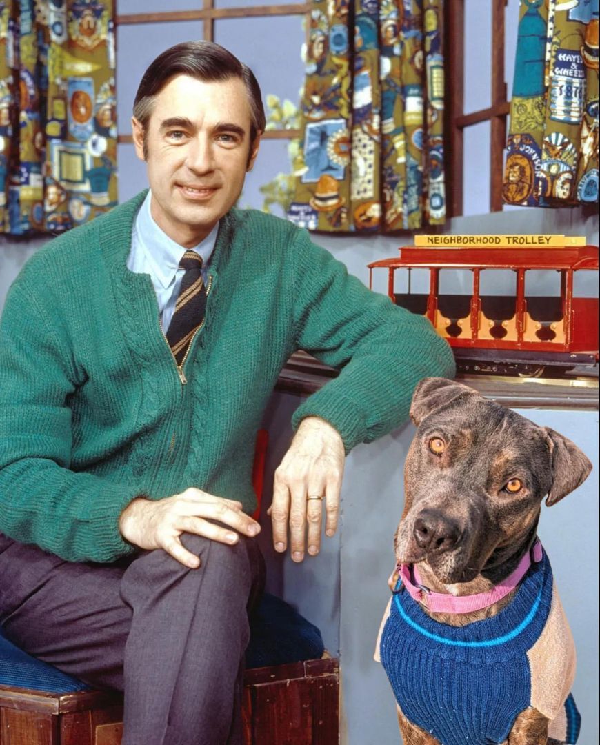 Enlarge Destry, a Adopted mixed breed in Colorado Springs, CO image 2/7