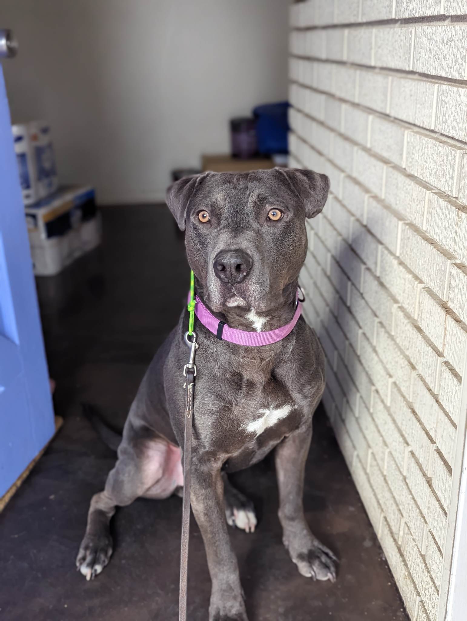 Enlarge Destry, a Adopted mixed breed in Colorado Springs, CO image 3/7