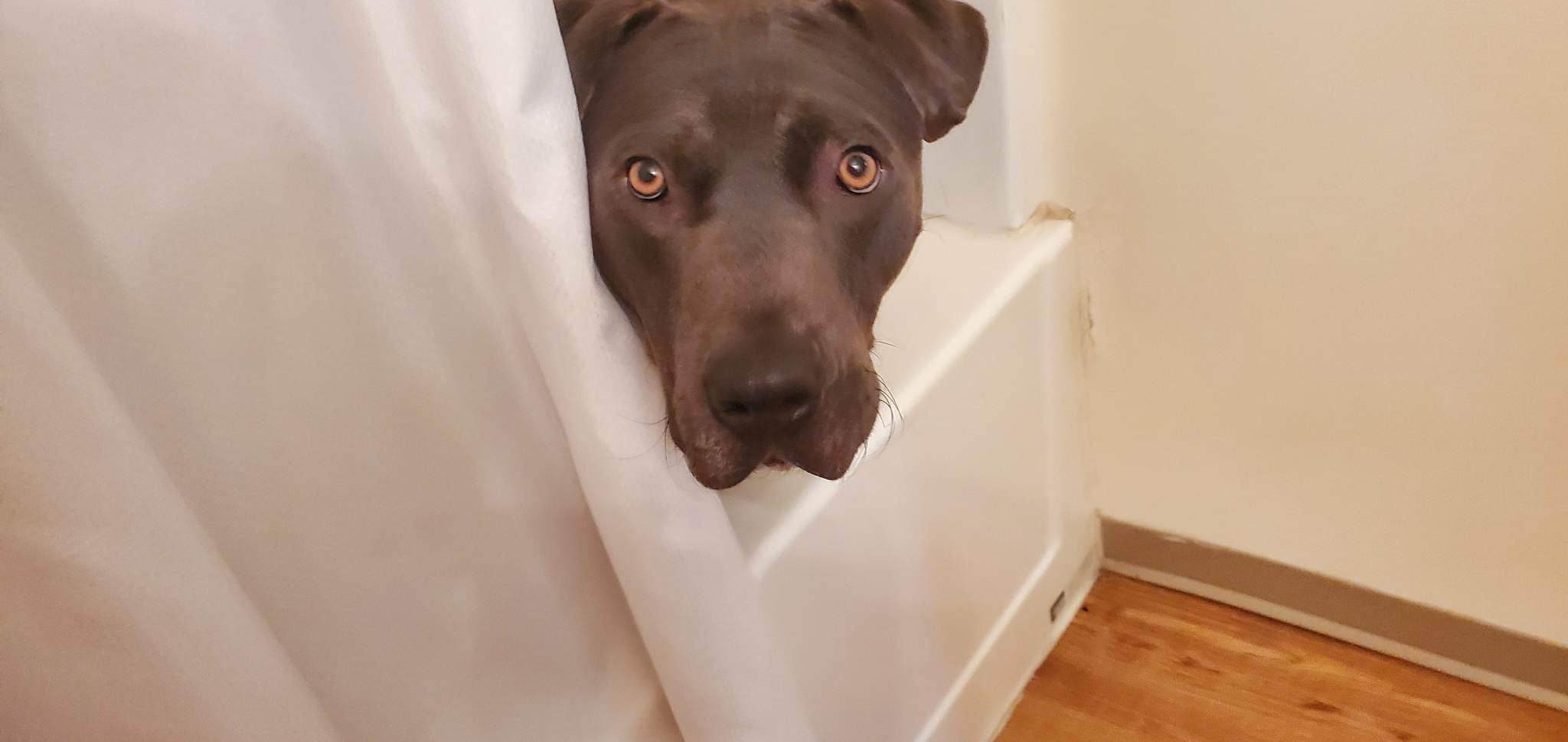 Enlarge Destry, a Adopted mixed breed in Colorado Springs, CO image 4/7