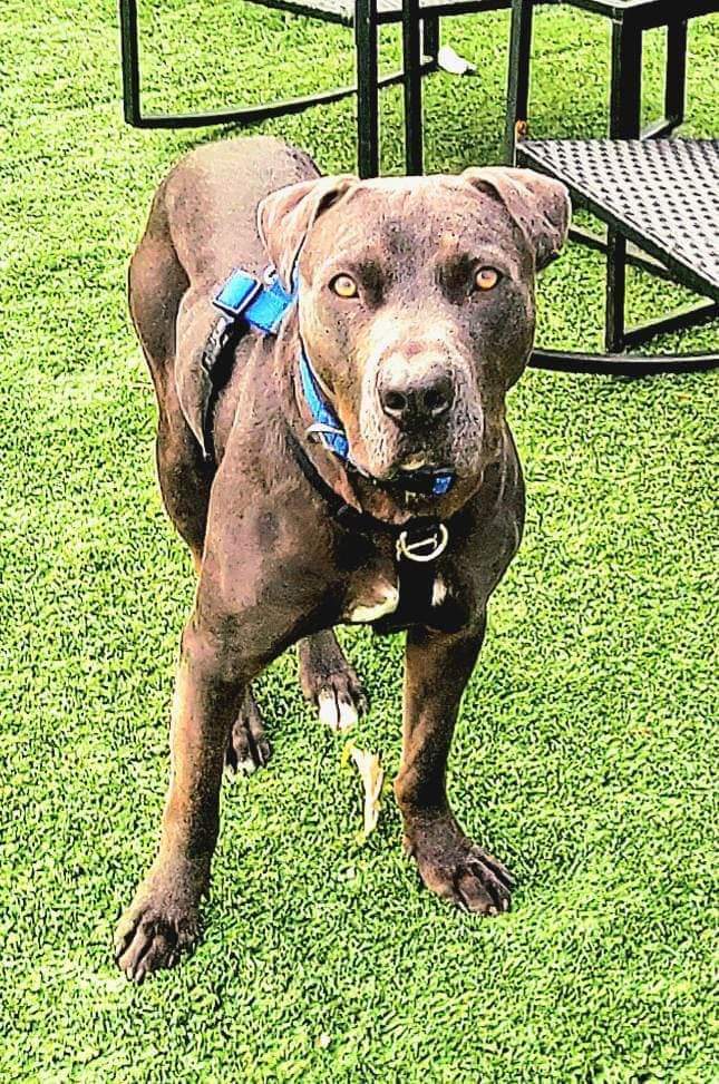 Enlarge Destry, a Adopted mixed breed in Colorado Springs, CO image 5/7