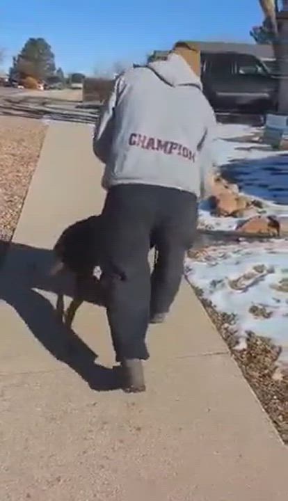 Enlarge Destry, a Adopted mixed breed in Colorado Springs, CO video 7/7