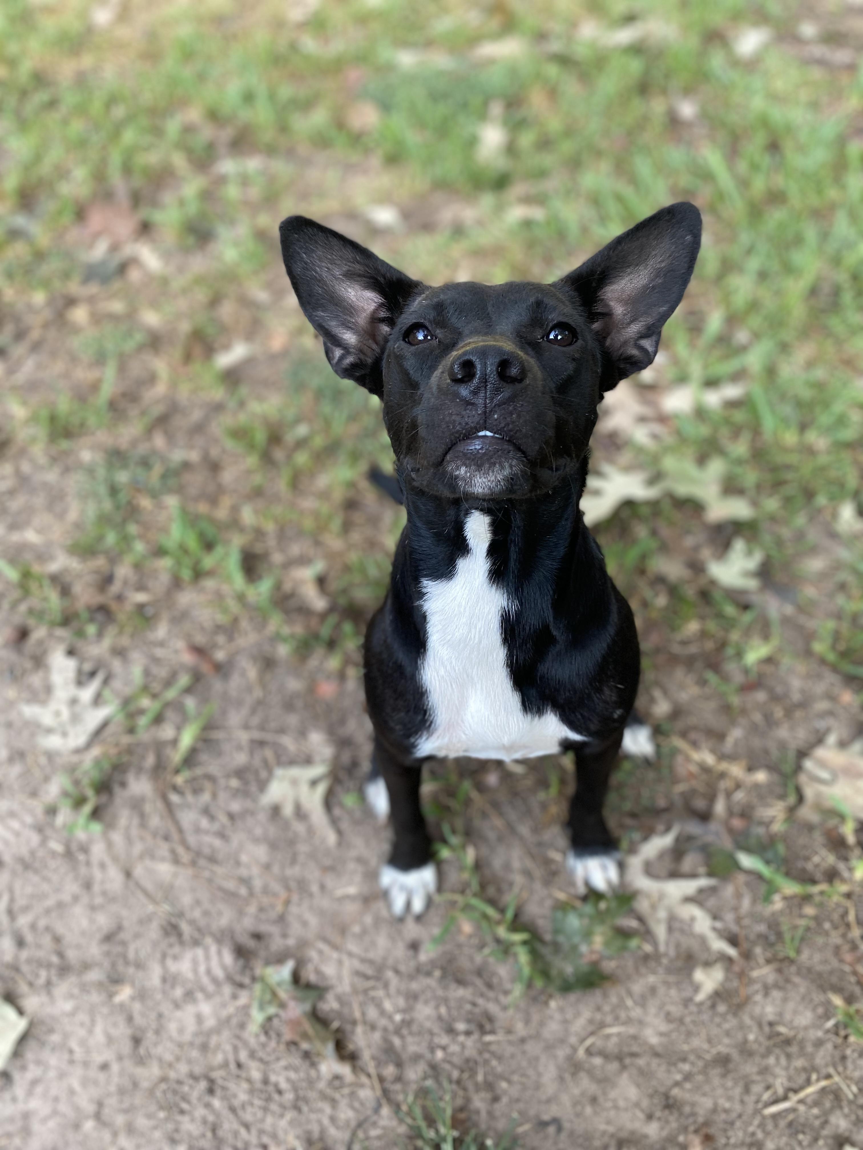 Enlarge Raven, a Adoptable Mixed Breed in Monroe Twp, NJ image 3/5