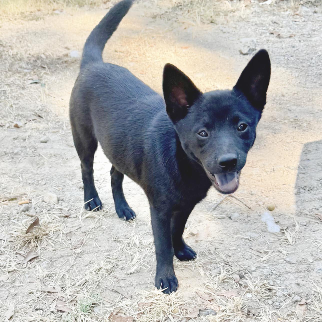 Percy, ADOPTABLE, Puppy • Male, Terrier & Chow Chow.