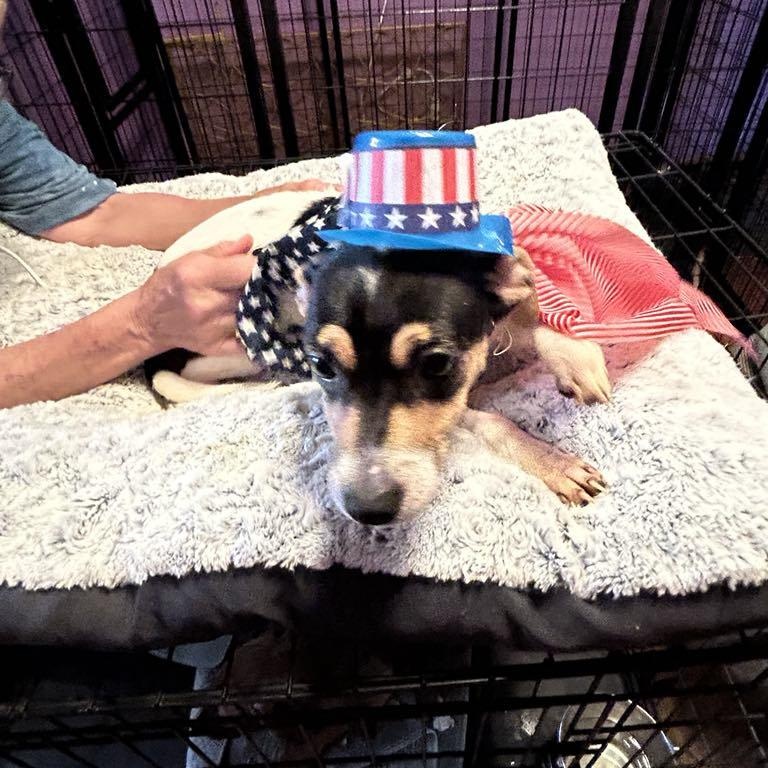 Sweet Pea thumbnail 2