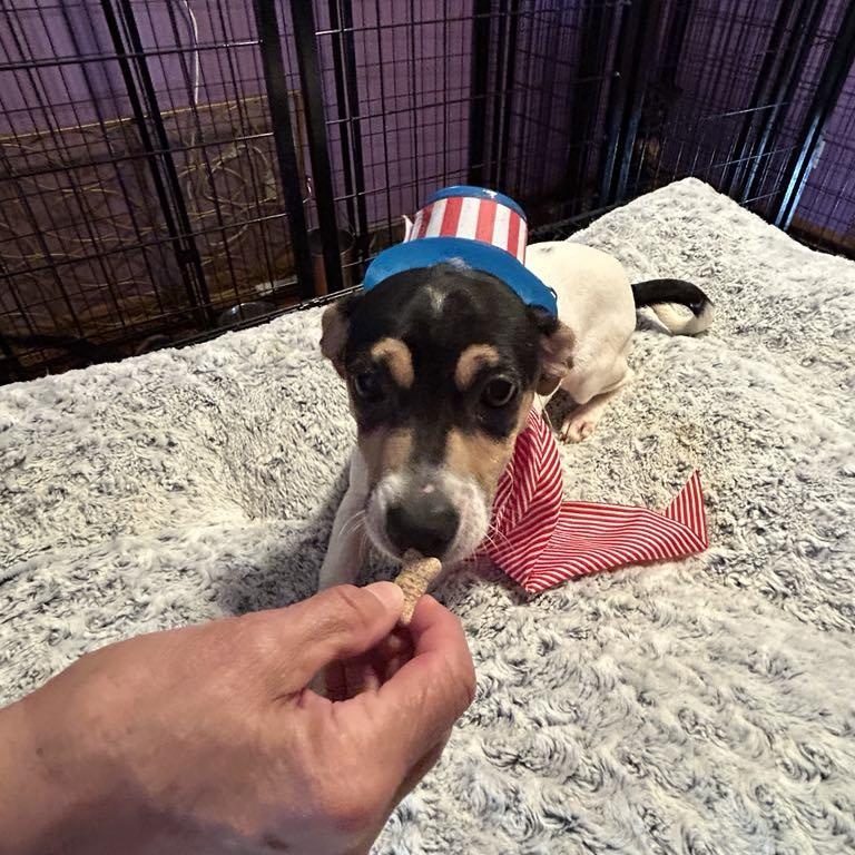 Sweet Pea, Adoptable, Young Female Chiweenie.