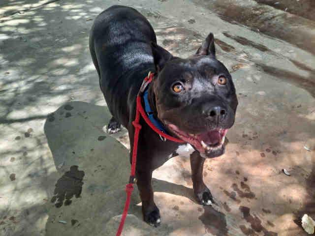 Enlarge BEAUTY, a Adoptable mixed breed in Carlsbad, CA image 1/1