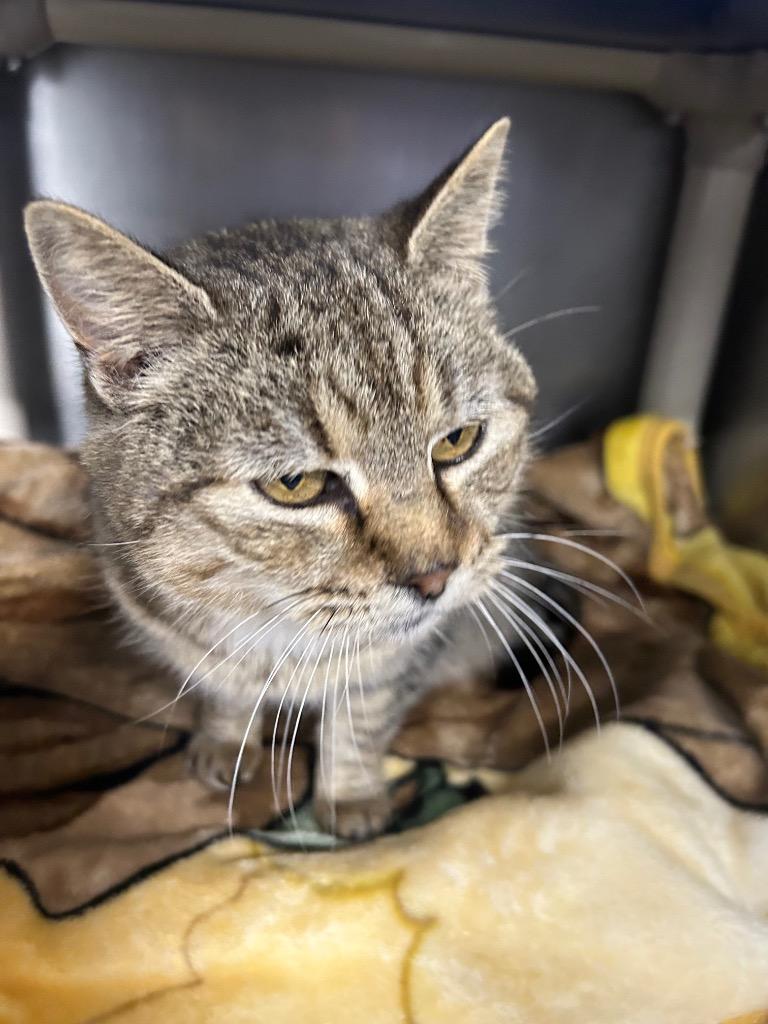 Treasure, Adoptable, Adult Female Domestic Short Hair.