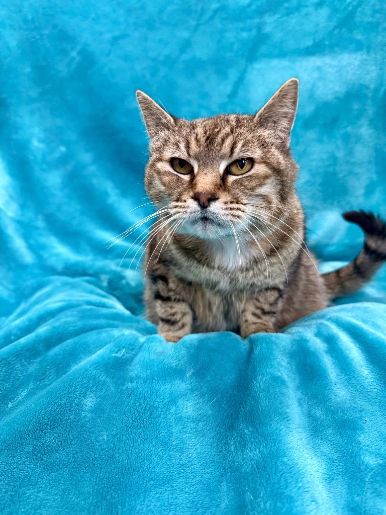 Enlarge Treasure, a Adoptable mixed breed in Denham Springs, LA image 1/1