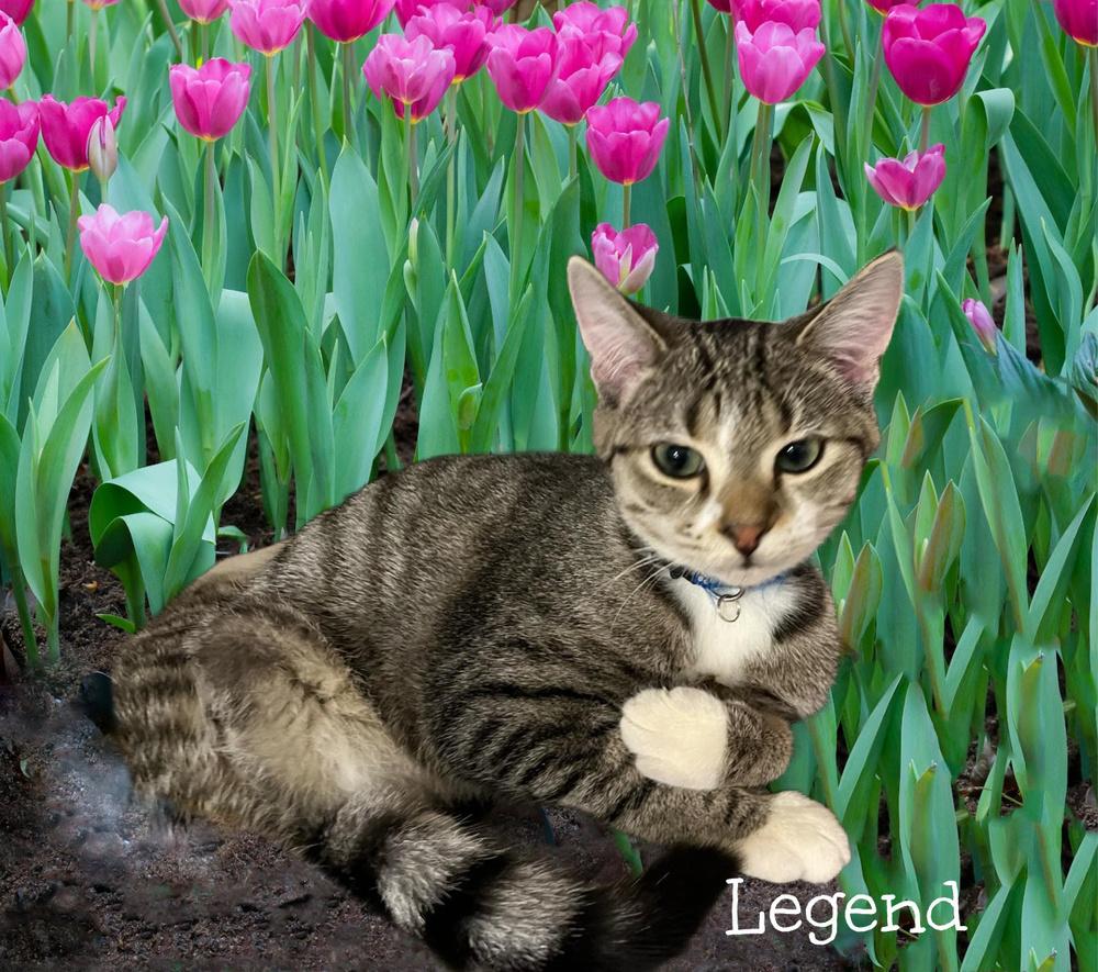 Enlarge Legend, a Adoptable Tabby in Culpeper, VA image 2/5