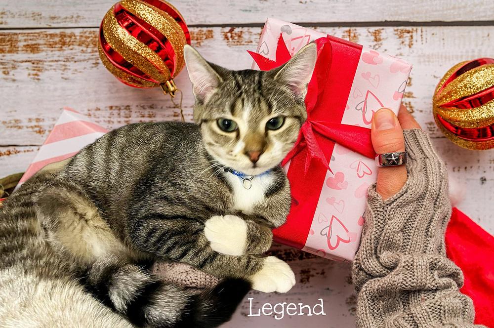 Enlarge Legend, a Adoptable Tabby in Culpeper, VA image 4/5