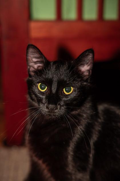 Ember (bonded with Cinder), Adoptable, Young Male Domestic Short Hair & Domestic Short Hair.