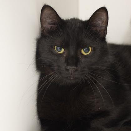 Ember (bonded with Cinder), a Adoptable mixed breed in Verona, WI image 2/3