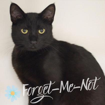 Ember (bonded with Cinder), a Adoptable mixed breed in Verona, WI image 3/3