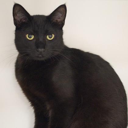 Ember (bonded with Cinder), a Adoptable mixed breed in Verona, WI image 3/3
