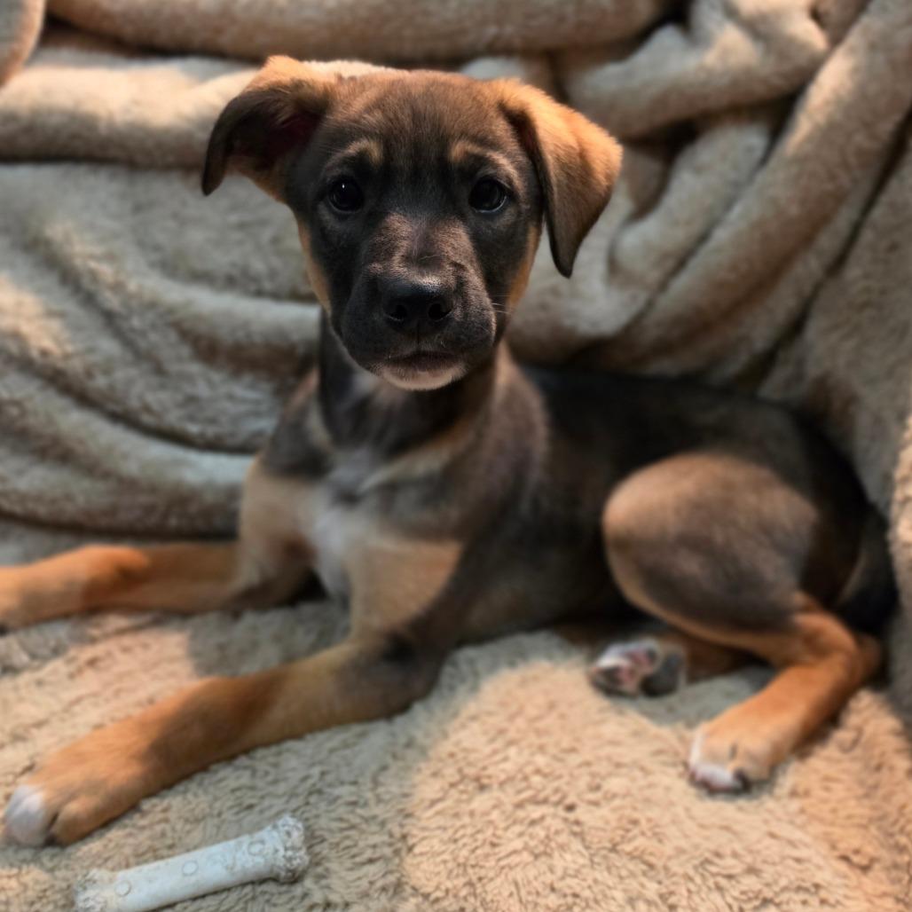 Enlarge Ash, a Adoptable mixed breed in Centralia, WA image 1/6
