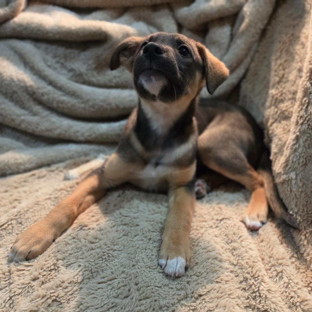 Enlarge Ash, a Adoptable mixed breed in Centralia, WA image 2/6
