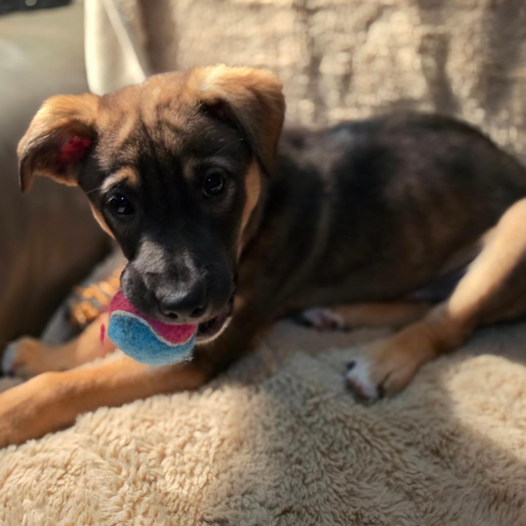 Enlarge Ash, a Adoptable mixed breed in Centralia, WA image 4/6