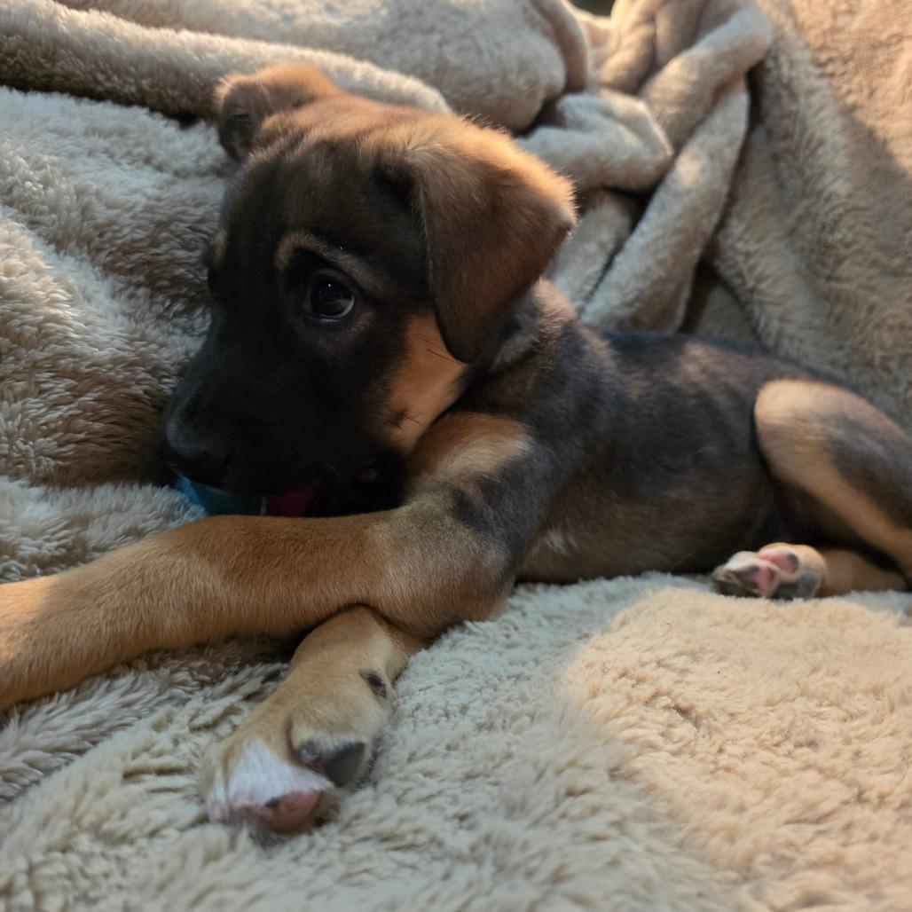 Enlarge Ash, a Adoptable mixed breed in Centralia, WA image 5/6