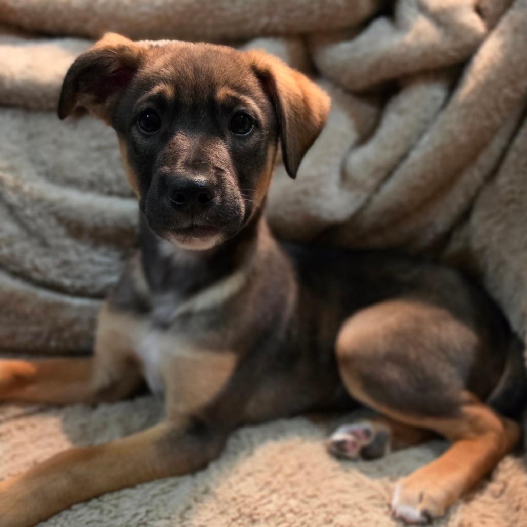 Enlarge Ash, a Adoptable mixed breed in Centralia, WA image 6/6