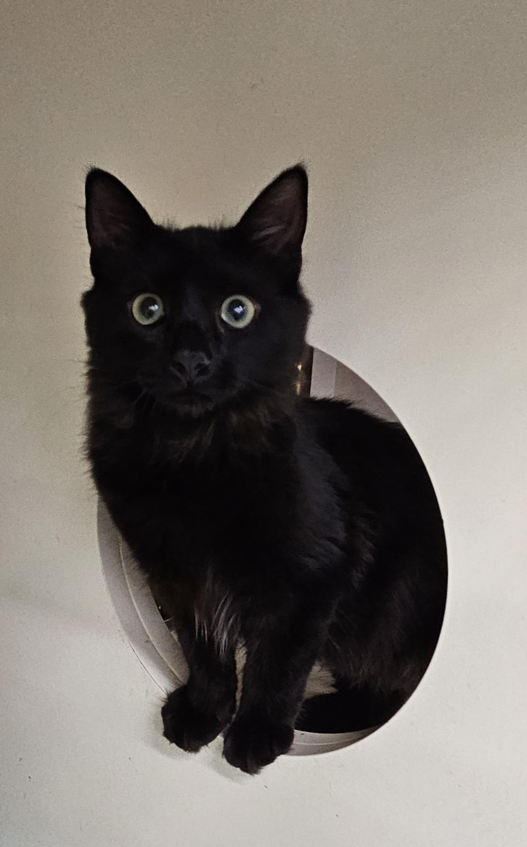 Stevie Nicks, a Adoptable Domestic Medium Hair in Nashville, TN image 1/6