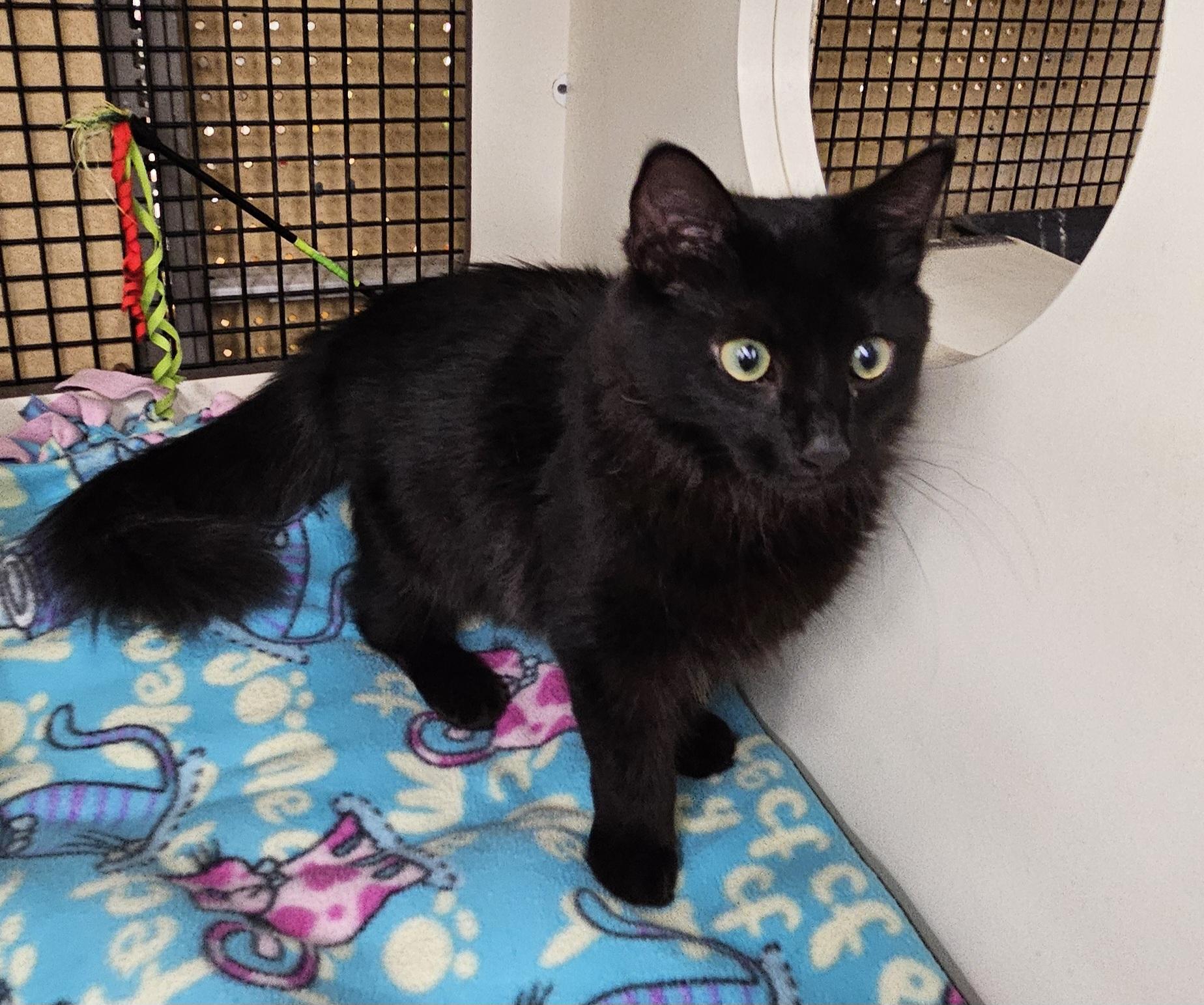 Stevie Nicks, a Adoptable Domestic Medium Hair in Nashville, TN image 2/6